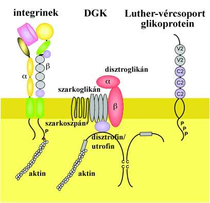 2.4. A disztrofin-glikoprotein komplex (DGK) Mint ahogyan a SVZ szerkezeténél láttuk, a laminin (amely a lamina basalis fő adhéziós komponense) fontos szerepet tölt be a frakton-rendszer alkotásában.