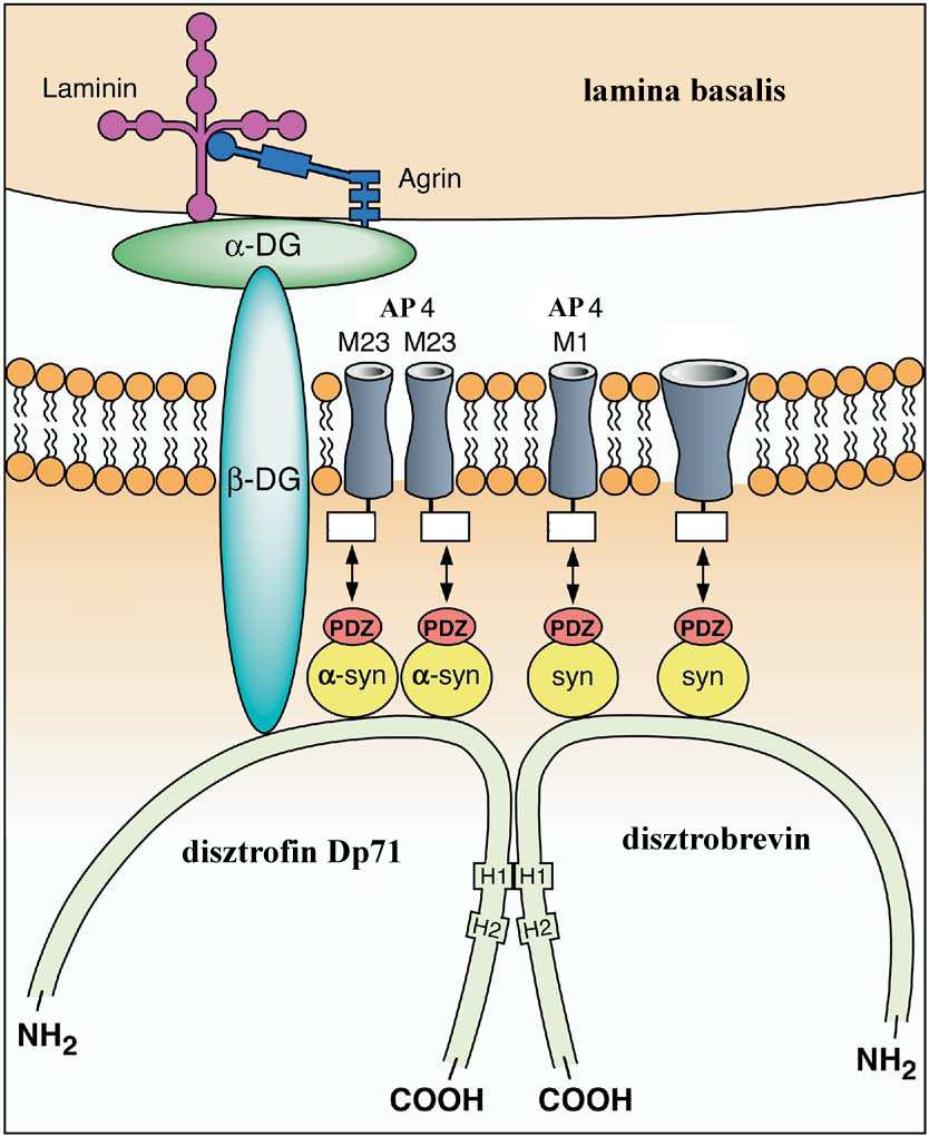8. ábra Az akvaporin-4 szerkezete és kapcsolata a DGK-szel Jarius és mtsai 2008 alapján Az Ap4 eloszlását az agyban in situ hibridizációval Jung és mtsai (1994), immunperoxidáz módszerrel pedig