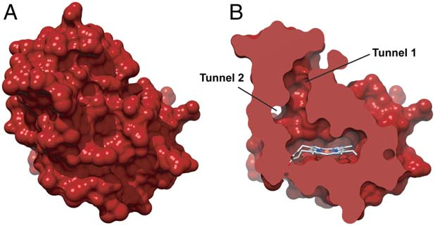 H-NOX depicting (A) the protein