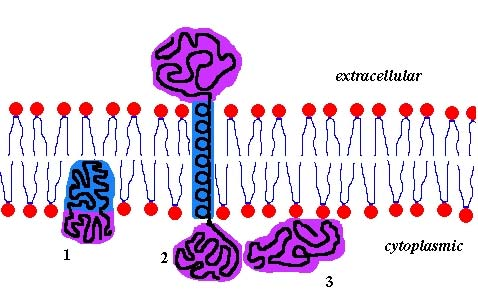 heme nitric oxide/oxygen binding