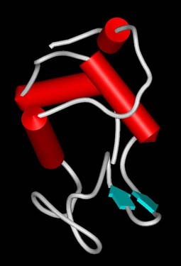 Mioglobin β-turn