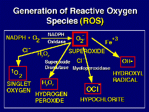 O 2