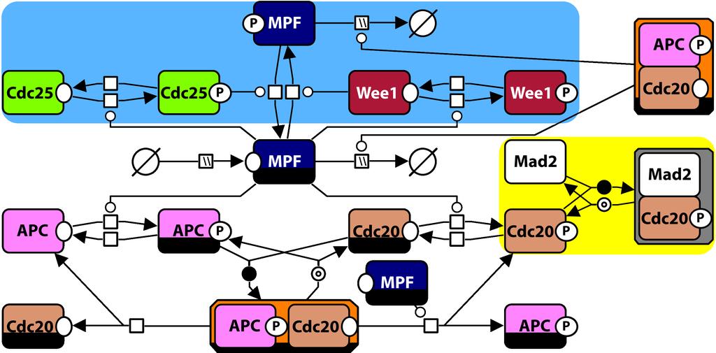 8 EREDMÉNYEK 1. ábra. A Xenopus laevis korai embrionális ciklusait leíró modellek hálózati diagramja. Sárga háttér: a magorsó ellenőrzési pont modulja. Kék háttér: MPF-foszforilezési modul.