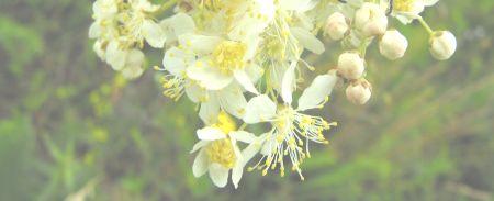 A fekete nadálytő (Symphytum officinale) valóban tömeges volt. Ezen kívül a közönséges orbáncfű (Hypericum perforatum) valamint a patikapárlófű (Agrimonia eupatoria) sárga foltjai tarkítják a gyepet.