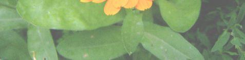 Ilyenek például a kapor (Anethum graveolens), a lestyán (Levisticum officinale) és a menta (Mentha sp.). A virágoskertek tarkák és változatosak.