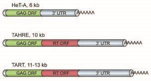 6. ábra. A három telomerikus retrotranszpozon (HeT-A, TAHRE, TART) összehasonlítása. Mindhárom elem legalább 3 kb hosszú 3 UTR szakaszt hordoz.
