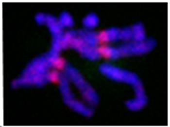 valamint az összes telomeren. Blast keresés alapján a Prod fehérje a Drosophila genusra specifikus. Legelőször a fehérje heterokromatikus funkcióját sikerült felderíteni (Török és mtsai., 2000).