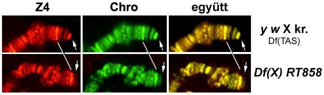 17. ábra. A Prod, Z4 és Chromator egyaránt a HTT sorhoz kötődik a telomereken. (A) Oregon-R/Tel politén kromoszómák kettős festése anti-prod (piros) és anti-z4 (zöld) ellenanyaggal.