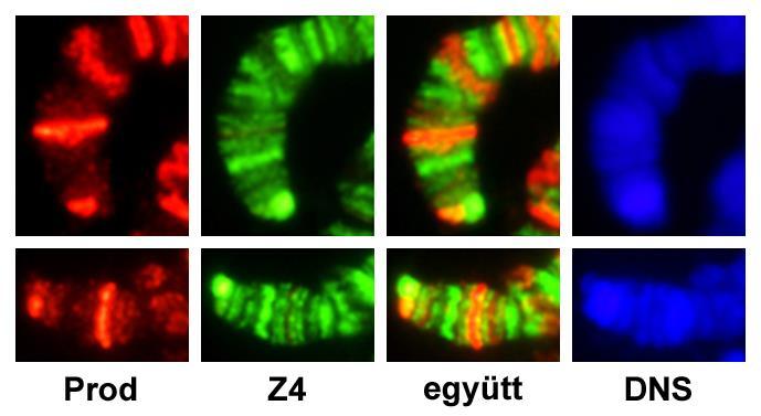 18. ábra. A Z4 (piros) és Chromator (zöld) lokalizációja tökéletesen azonos mind az interbandekben, mind a telomereken (nyilak).