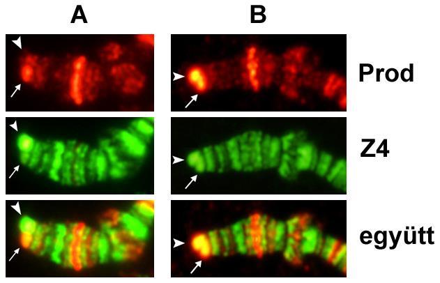 19. ábra. Heterozigóta Tel/Oregon-R X kromoszómavégek immunfluoreszcens kettős festése Prod (piros) és Z4 (zöld) fehérjére. A DNS kék színnel jelölve.