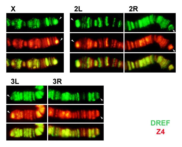20. ábra. Heterozigóta X kromoszómák telomerei Z4 (zöld) és Prod (piros) kettős festéssel. Az A ábrasor azonos a 18. ábra Tel/Oregon-R kromoszómájával.