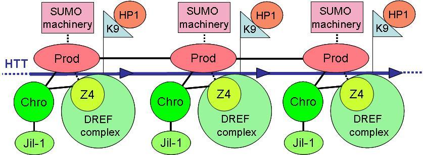 26. ábra. Az ismert HTT doménhez kötődő fehérjék és azok lehetséges interakcióit összefoglaló modell.