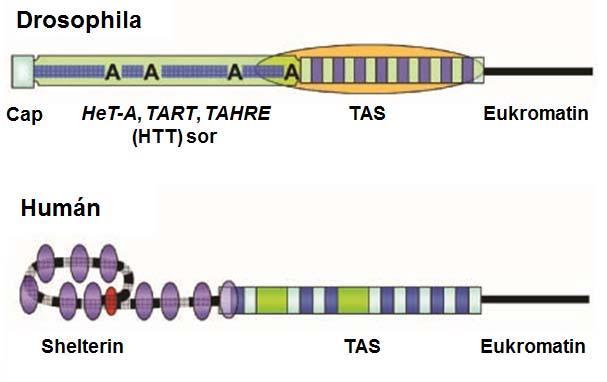 Az ecetmuslica telomere Az ecetmuslica (Drosophila melanogaster) és más Drosophila fajok kromoszómavégei telomeráz által létrehozott ismétlődések helyett telomer-specifikus retrotranszpozonokat