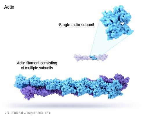 AKTIN FILAMENTUM 7 nm vastag, hossza in vitro több 10 μm, in vivo 1-2