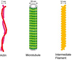 ÖSSZEHASONLÍTÁS Citoszkeleton típusa Átmérő (nm) Szerkezet Építőkő, pl.