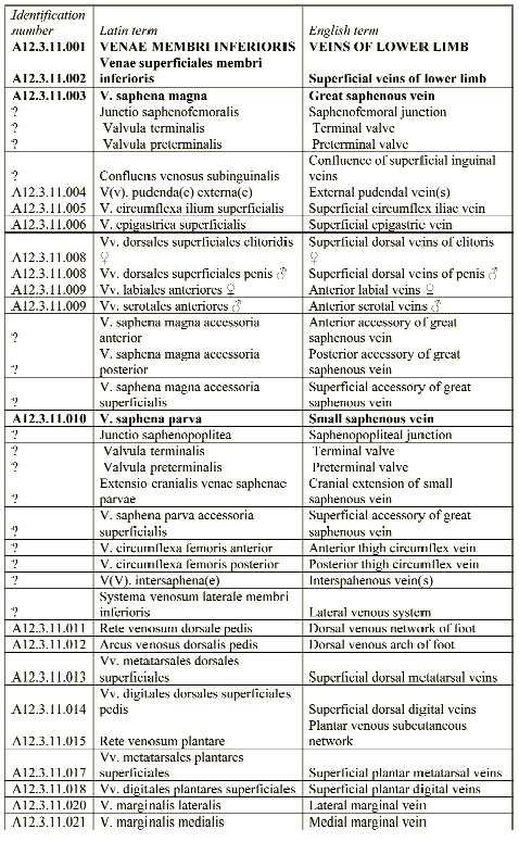 2 1. Táblázat. Az alsó végtag felületes vénáinak 1998-as Terminológia Anatomica és a 2001 valamint 2004-es Konszenzus Dokumentum szerinti elnevezése.