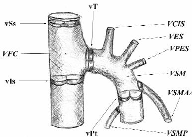 4 átmetszetet látunk, úgy az egyik a v. saphena magnának, a másik a v. saphena magna accessoria anteriornak felel meg (11, 12).