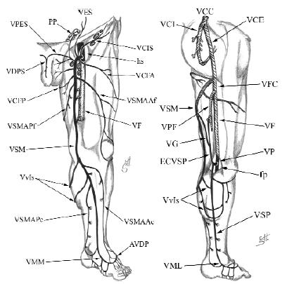 9 cutaneous vein, vena semicircularia anterior, ramus descendens lateralis anterior".