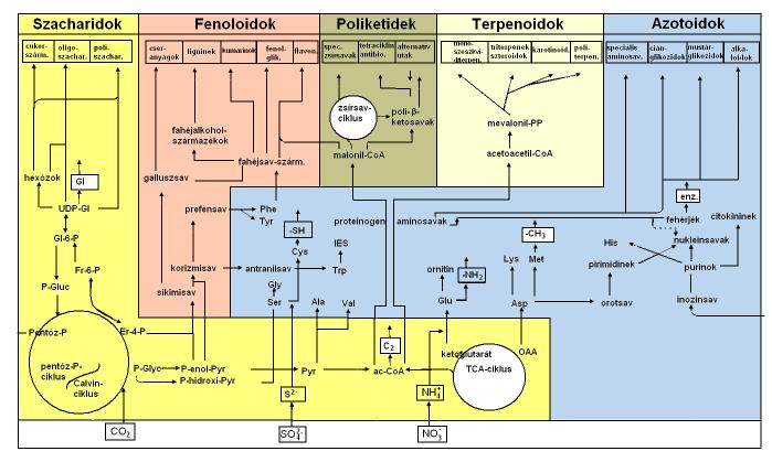 I. SZACHARIDOK - fotoszintézis elsı termékei, C-,H-,O- atomokból állnak 1. Monoszacharidok (pl. glükóz, fruktóz, ramnóz) pl. méz - Mel depuratum Cukoralkoholok: monoszacharidok származékai pl.