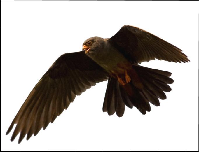 Nyáron elvégzendő munka Kardoskút (KMNP) és Ároktő (BNP) Kék vércse (Falco vespertinus) Vörös vércse (Falco tinnunculus) fészekodúk