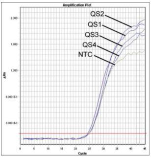 27. ábra: Belső kontroll (IC) detektálása VIC fluoreszcens jel mérésével (ABI PRISM 7700 SDS) és a kvantitációs standardok (HSV2 LC/RG/TM QS 1 4) egyidejű amplifikálásával.