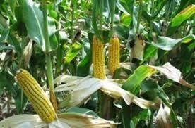 I.2. A csuhé jellemezőinek megfigyeltetése - A kukorica