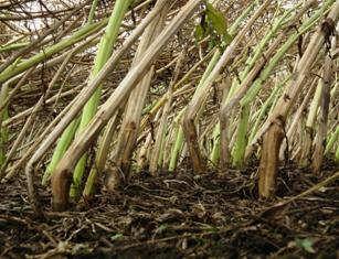 Gombabetegségek Magyarországon egyre népszerűbb növény a repce. A betakarított terület 2003-ban 71000ha-ról 2010/11-re 250000ha körülivé nőtt.