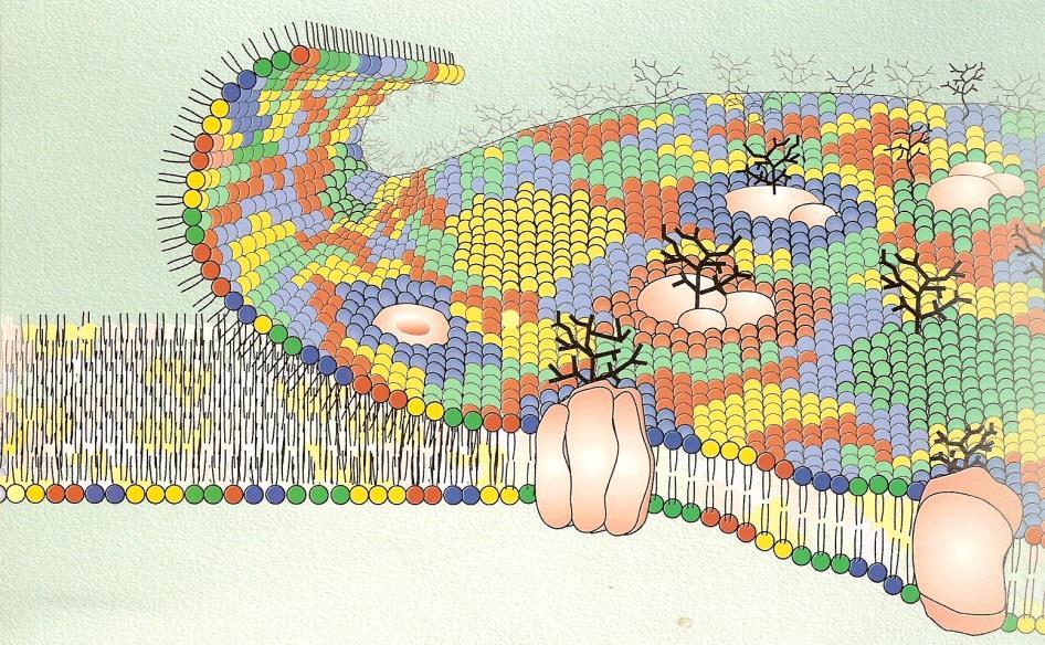 Langmuir-film, lipid nanoréteg A sejtmembrán lipid kettősrétegének egyszerűsített modellje Lipid molekulák rendezett monorétege K. Hill et al.