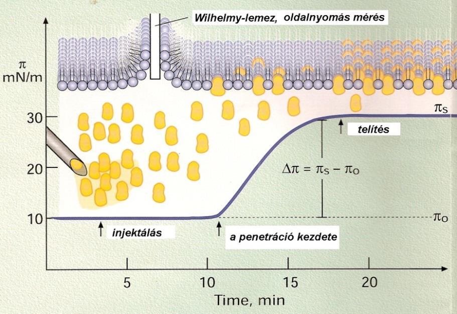 Langmuir-film, lipid nanoréteg A lipid réteghez való kötődés, gyógyszer hatóanyagok membrán affinitása számszerűen jellemezhető elektromérleg Wilhelmy-lemez 1 mozgó gát elektromérleg Wilhelmy-lemez 2