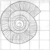 1. ábra Goniodiscus perspectivus dorsalis- és ventralisnézetben (a vonal 1 cm-t jelez mindig) Család: ZONITIDAE Nemzetség: