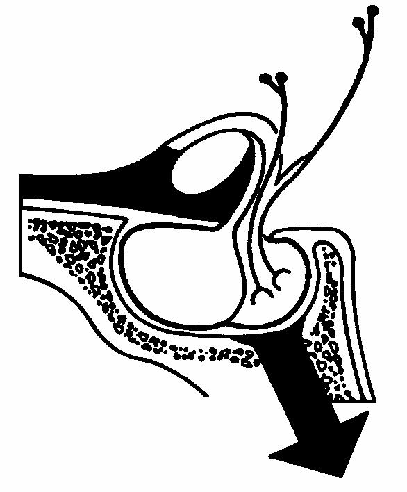 2.5. Az ADH termelôdése és raktározása Hypothalamus pars magnocellularis Nucleus paraventricularis Nucleus supraopticus Hypophysisnyél