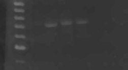 4. EREDMÉNYEK 4.1. A C faktort termelő törzs taxonómiai átsorolása A C faktor génjének klónozását követően (Birkó és mtsai, 1999) egyértelművé vált, hogy a S. griseus 45H törzs nem a S.