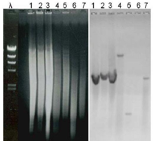 Mivel a szekvenciaanalízis alapján egyértelművé vált, hogy a laboratóriumban izolált S. griseus 45H és S. flavofungini törzseink azonosak és a S.