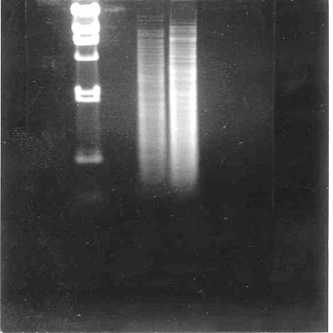 λ 1 2 λ 1 2 2,3 kb 2,0 kb a) b) 20. ábra A Southern hibridizáció eredménye a S. griseus 45H és S. griseus 45H-B törzsekben.