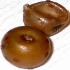 europaeiscabiei mindegyik burgonyafajta esetében okozott kiterjedt varasodást, míg a S. griseus 52-1 egyik esetben sem. A S.
