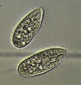 Aliivibrio fischeri