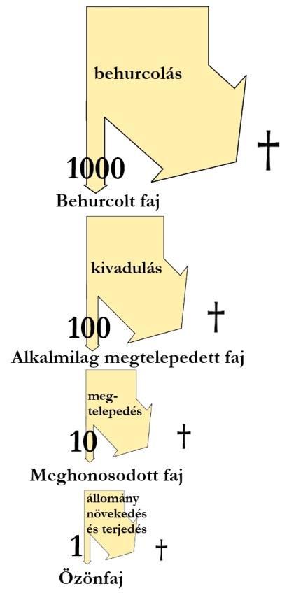 10-15%-a tekinthető inváziós fajnak (1200-1500) Károk és kapcsolódó költségek: