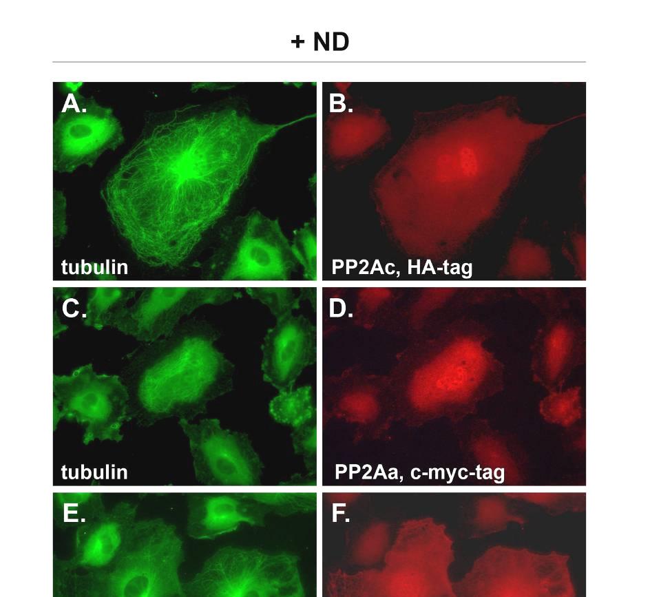 Az overexpresszált PP2A stabilizálja az MT szerkezetét HPAEC-ben Immunofluoreszcens festést készítettünk a β-tubulin fehérjére a PP2A alegységekkel