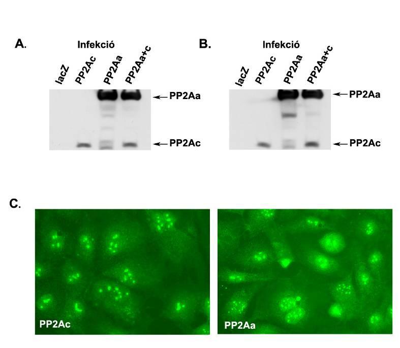 sejteket vagy HA-tag elleni poliklonális (PP2Ac kimutatására), vagy c-myc tag elleni poliklonális (PP2Aa kimutatására) antitesttel inkubáltuk a β-tubulin elleni monoklonális anitesttel ugyanabban az