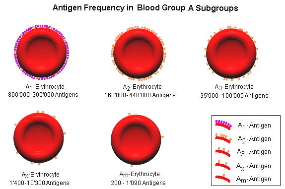 Az AB0 rendszer antigénjei Antigének: A és A alcsoportok A 1 :az európaiak kb.80%-a A 2 : az európaiak kb.