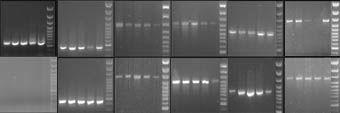 Elsı lépésként az RT-PCR vizsgálataink középpontjába az a 12 gén került, melyek a Cd 2+ detoxifikációban fontos szerepet játszó fehérjéket kódolnak (6. táblázat). A S.
