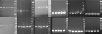uk/PostGenomics/S_pombe/THprojects/) adatbázisának eredményei és a Chen és mtsi (2003) által közölt tanulmány alapján választottuk ki a génexpressziós kísérletekben szereplı 12 gént.
