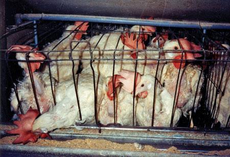 Állatjólét-tojóállományok 350 tojó feletti állományok A Tanács 1999/74/EK irányelve (1999. július 19.) a tojótyúkok védelmére vonatkozó minimumkövetelmények megállapításáról 32/1999. (III.