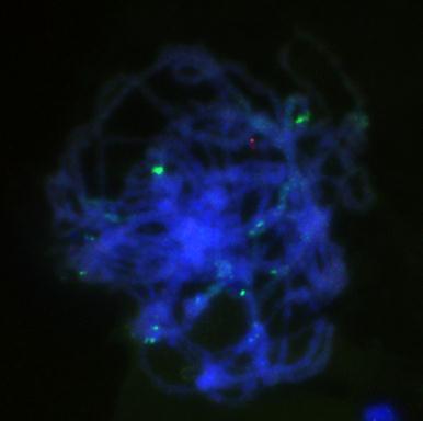 ACG ZCF1 Fig 3. A ZCF1 a hexaploid genom DNS-en felszaporított, PCR alapú marker.