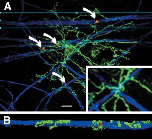 NG2 sejtek ( NG2 glia ) synantocytes Synantociták a Ranvier-befűződések körül (antrior medullary velum) NG2, myelin basic protein, ankyrin-3g (A) egyedi NG2 sej több nodussal is kapcsolatban van és