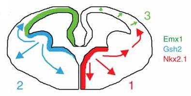 előagyban gerincvelőben Oligodendrocita progenitorok (OPC) - korai embrionális korban: velőcső ventrális neuroepitéliumának azon doménjében, ahol először a motoneuronok keletkeznek - késői