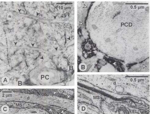 Oligodendrociták (ODC) Dendritek borítottsága??? Van-e myelinált dendrit?