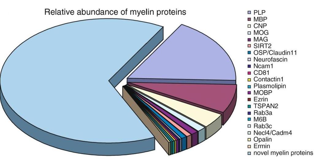 Oligodendrociták (ODC) és progenitorjaik (OPC) Myelin fehérjék proteomikai analízise -342 CNS myelin-asszociált protein - szeparálás, - tömegspektrometria (MS) - egy csomó új fehérje - új analízis