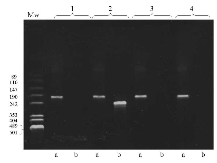 3.3.2 3.3.2.3. ábra Az abl 2-3 RNS kontrol (a) valamint a Lion-féle, 199 illetve 246 bp terméket adó M-bcr nested RT-PCR (b) tesztek agaróz gél elektroforetikus képe az 1., 2., 3. és 4.