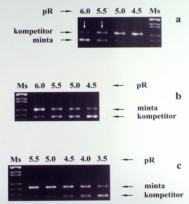 2.3.3 2.3.3.B.4.1. KOMPETÍTOROK. Az M-bcr reakcióhoz b2a2 töréspontú minta esetén b3a2 töréspontú, a b3a2 töréspontú minta esetén b2a2 töréspontú mrns RT-PCR amplifikátumát használtuk kompetítorként.
